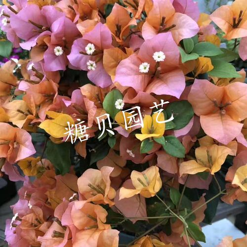 【糖贝园艺】 变色龙三角梅 玛丽海伦 花盆栽  扦插苗 盆内径