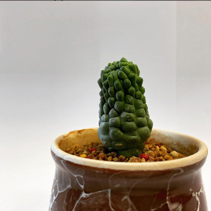 佛头玉yh 殿乐玉萝藦科属开花仙人球