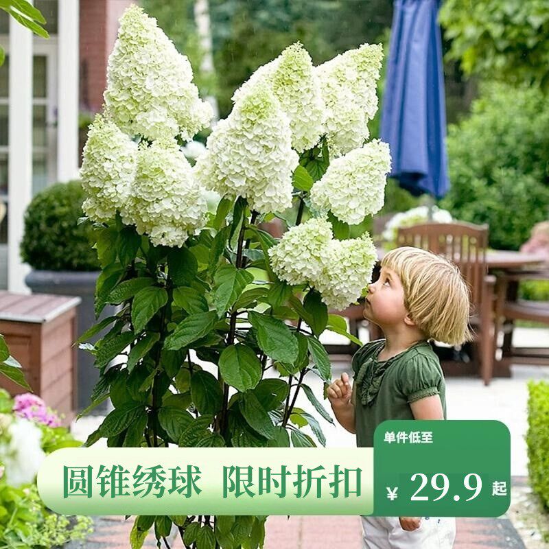 圆锥绣球香草草莓雪媚娘北极熊夏日美人耐寒耐热庭院阳台植物盆栽,鲜花速递/花卉仿真/绿植园艺,绣球/木绣球/木本植物,淘宝优惠券,粉丝福利购,淘宝优惠卷