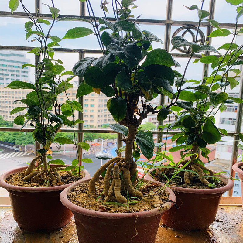 德庆巴戟天盆景植物室内四季常青窗台庭院阳台好养盆栽绿植苗花卉 - 实物图