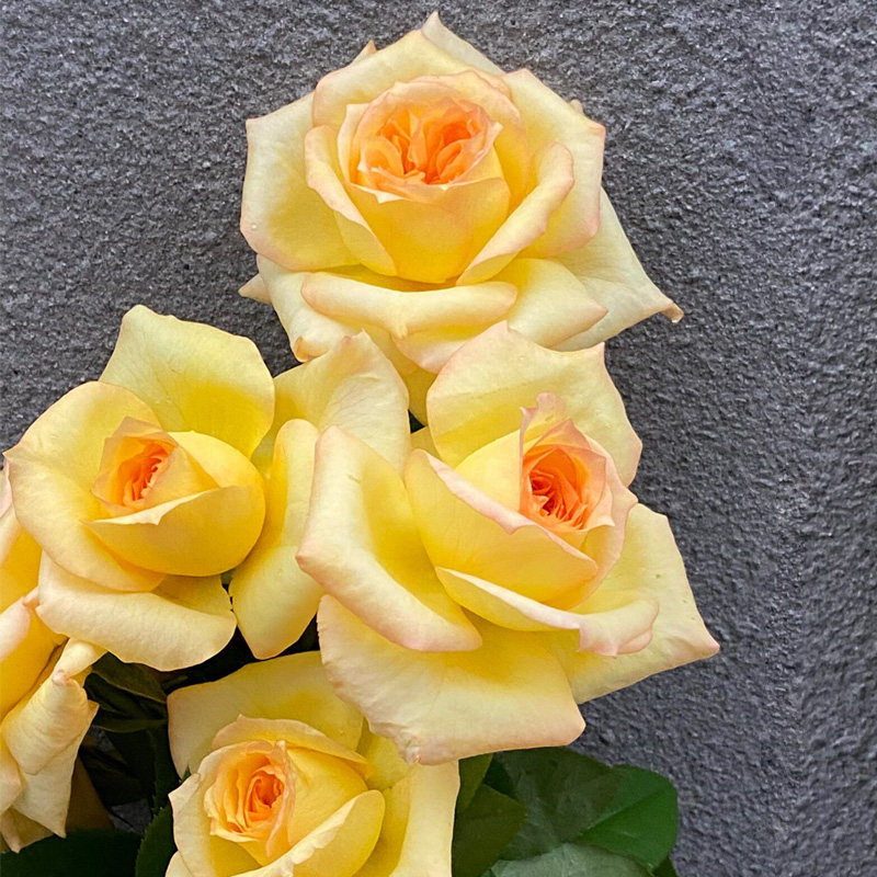 橘子酱月季花大苗盆栽戴尔巴德灌木阳台庭院露台四季勤开大花浓香,鲜花速递/花卉仿真/绿植园艺,月季/蔷薇/玫瑰,淘宝优惠券,粉丝福利购,淘宝优惠卷