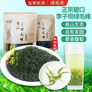 甘肃陇南茶叶陇南毛尖碧口李子坝高山绿毛峰茶叶2024新茶500g包邮