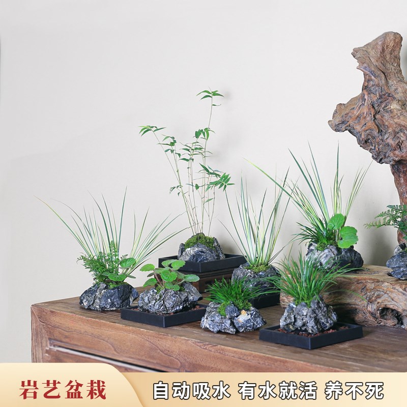 附石菖蒲小盆栽水培植物吸水石办公桌面懒人好养活苔藓微景观绿植