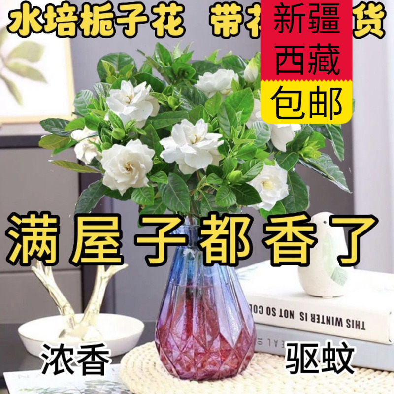 新疆西藏包邮【带花苞】水培栀子花净化空气植物餐桌花卉水养客厅