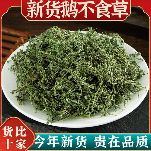 中药材特级野生鹅不食草500克g正品新鲜干货末鹅不食草粉饿不食草
