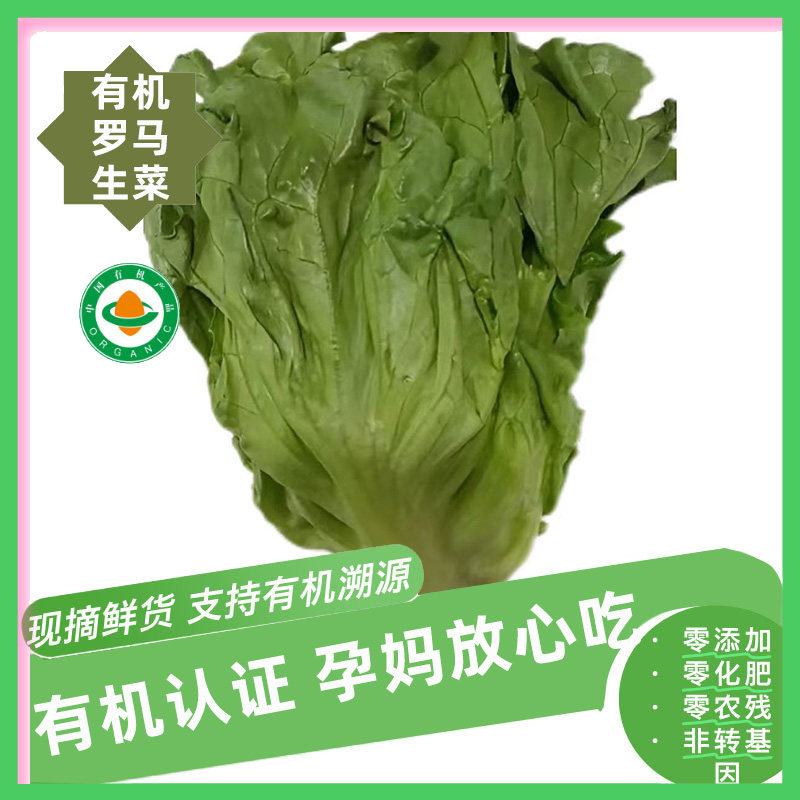 【新鲜有机】有机罗马生菜顺丰包邮3斤泡沫箱装5斤火锅生吃生菜