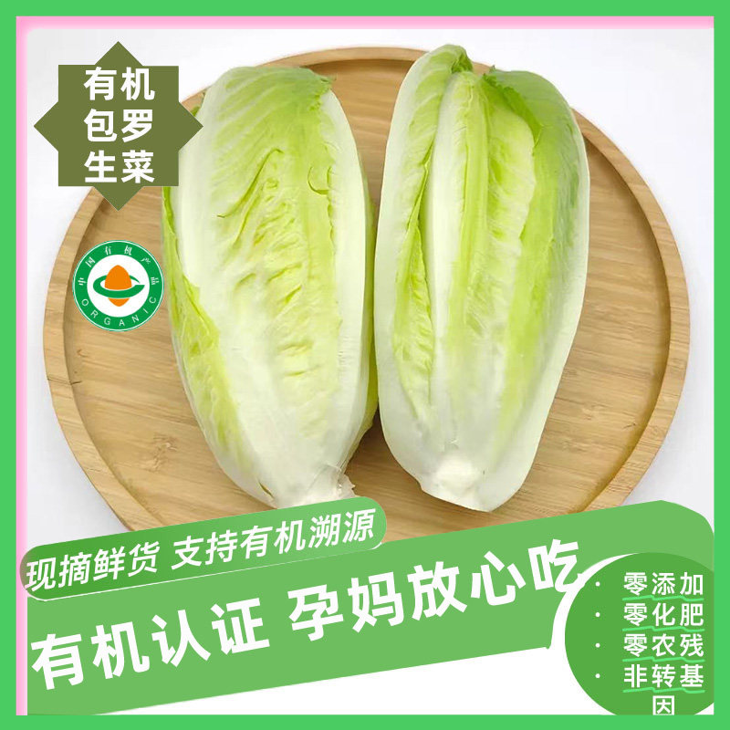 【新鲜有机】有机包罗生菜顺丰包邮1斤2斤3斤泡沫箱装火锅生吃菜