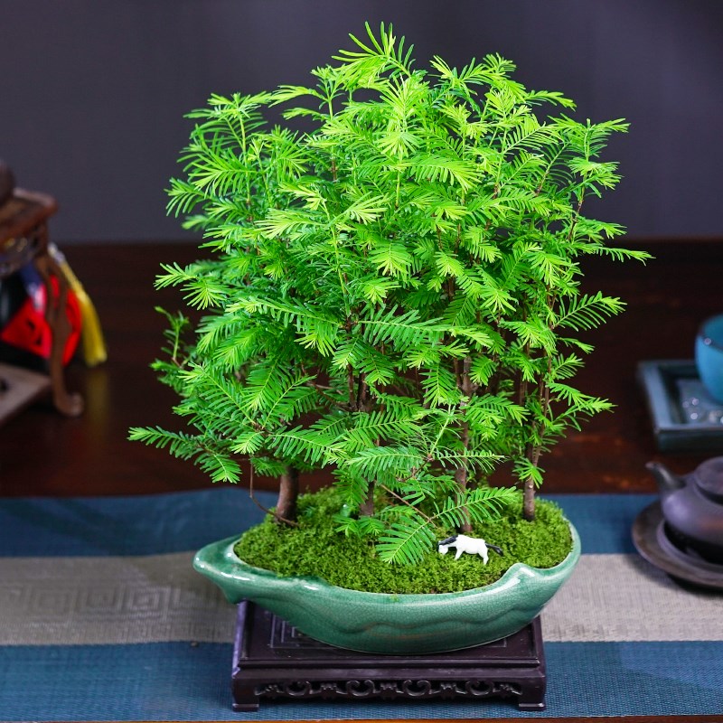 造型盆景盆栽庭院办公书桌绿植室内植物木本禅意微景观