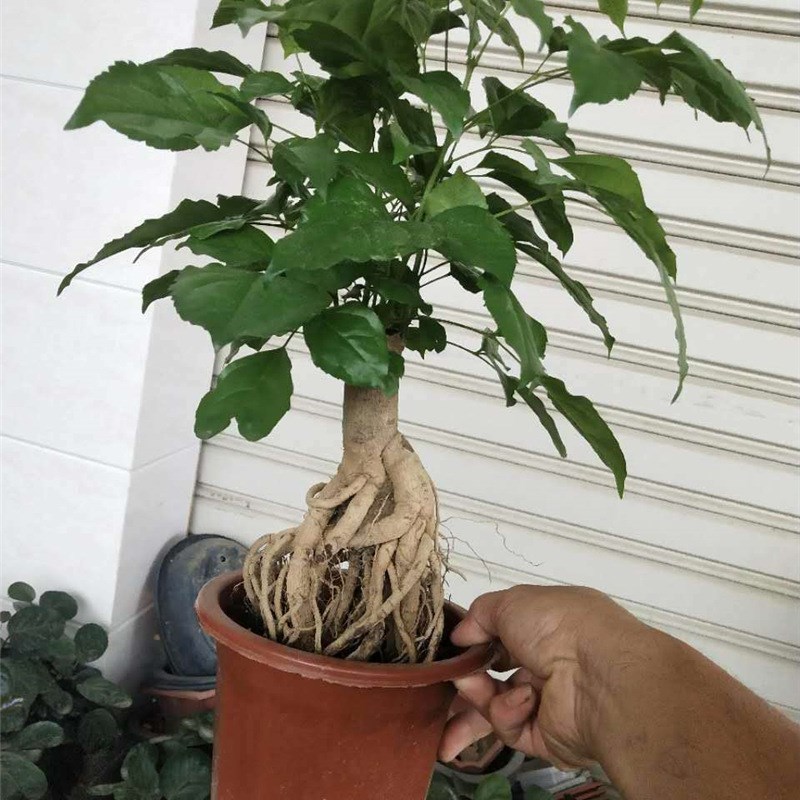 幸福树盆栽室内植物花卉 四季常青绿宝树提根老桩盆景客厅发财树