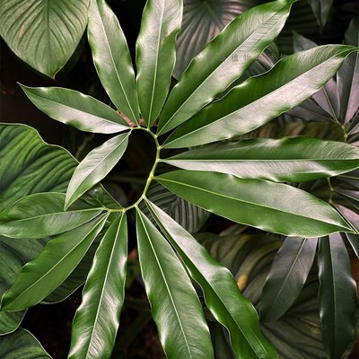 掌叶蔓绿绒印第安羽毛大叶伞室内办公室客厅好养绿植物盆栽北欧