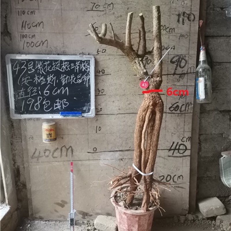 三角梅安格斯三角梅勒杜鹃老树桩 提根紫花三角梅勤花品种