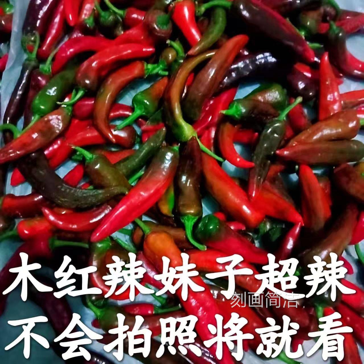 木红色辣妹子特辣青现摘现发笨尖椒新鲜剁椒泡椒原料直发