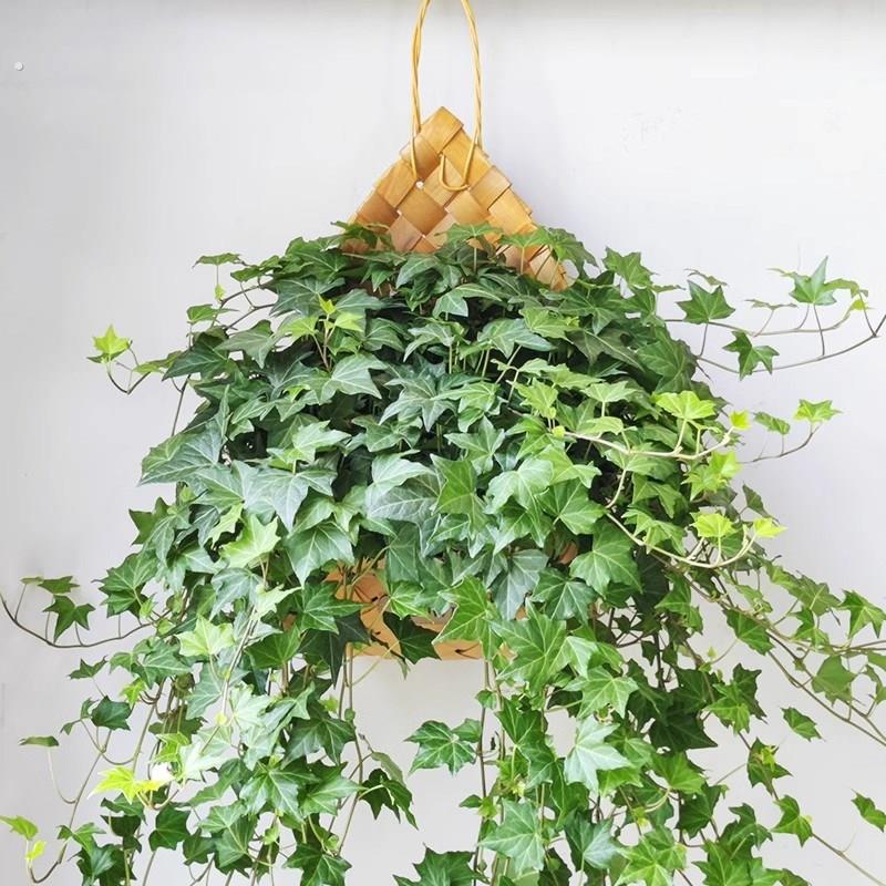 枫叶常春藤吊兰绿植盆栽阳台庭院垂吊易养观叶植物挂墙净化空气
