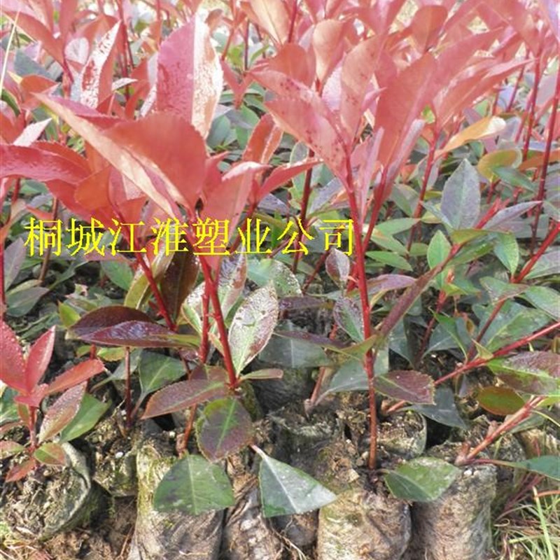 工厂店-无纺布育苗袋营养种植袋钵定制多年降解容器杯一次性花盆