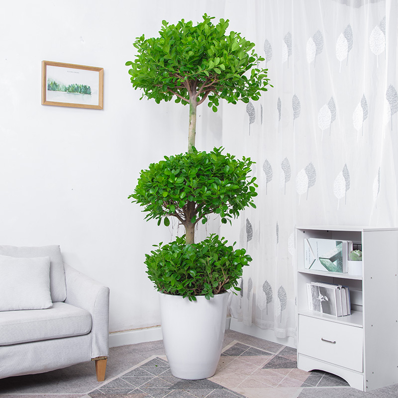 火山榕盆栽 摇钱树盆景造型办公室家居净化空气绿植除甲醛植物