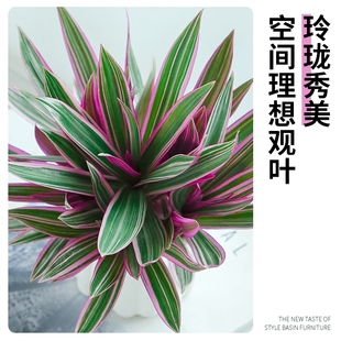 紫露兰盆栽室内前台花镜绿植好养活家中轻奢四季花卉婚礼油画吊兰