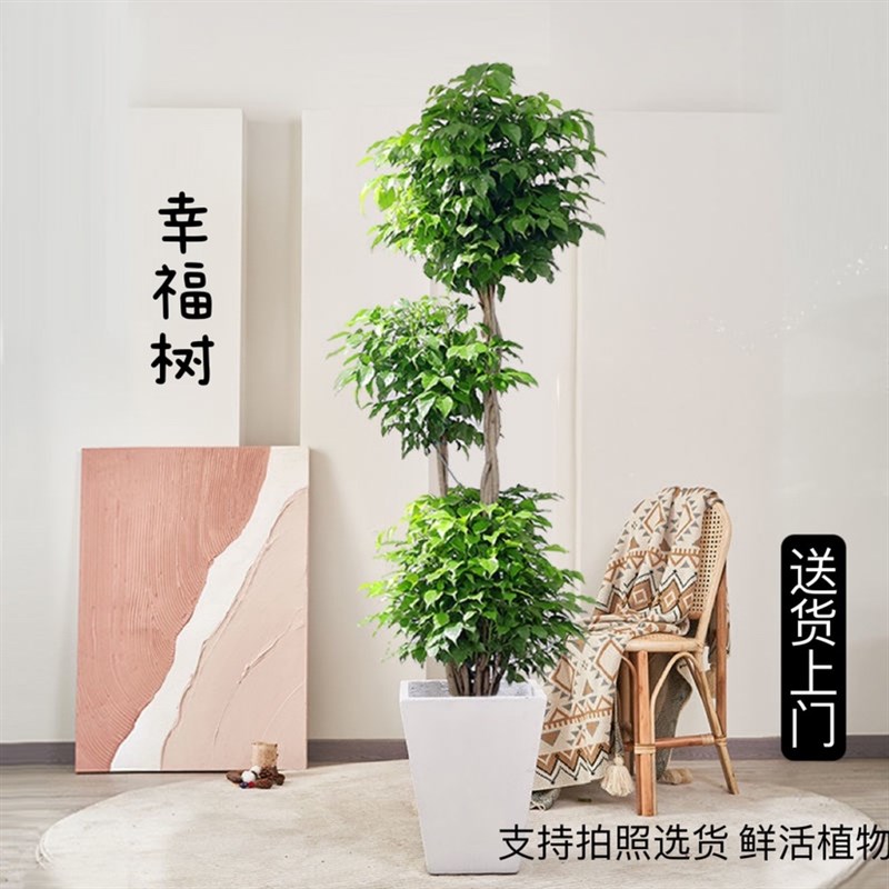 提根幸福树老桩绿宝四季常青精品造型盆景室内净化空气办公室绿植