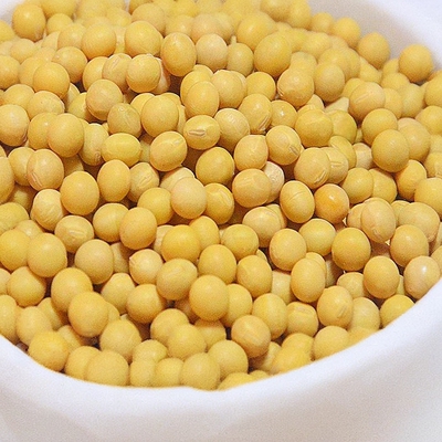 黄豆新豆大豆打豆浆发豆芽专用大