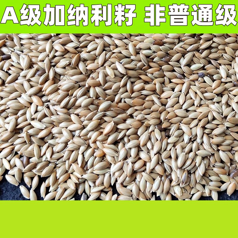 5斤加纳利子籽鹦鹉鸟食饲料白尖粟金丝雀芙蓉鹦鹉黄雀鸟粮油尖粟