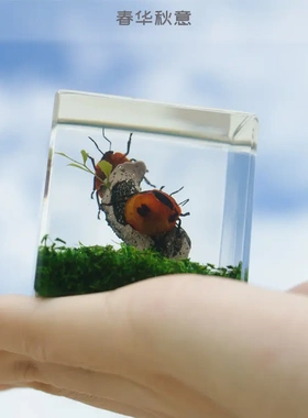 海洋动物昆虫标本微景观小摆件寄居蟹螃蟹金龟子金鱼蝎子乌龟礼盒