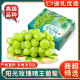 SF多地次日达 香印无籽青提水果 阳光玫瑰葡萄 江苏晴王葡萄