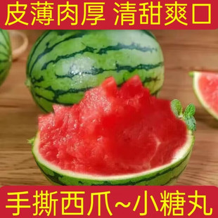 小糖丸西瓜水果新鲜应季小西瓜麒麟瓜甜瓜