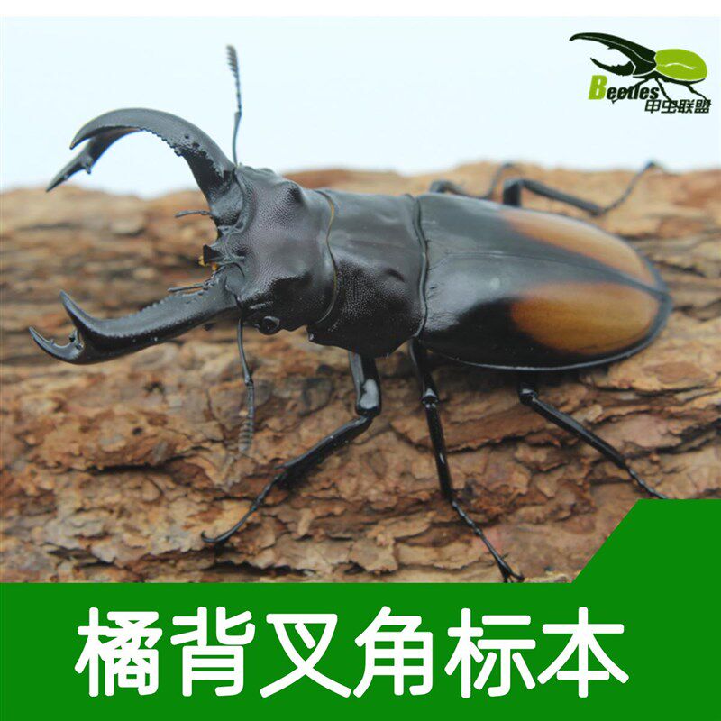 橘背叉角锹形虫标本真昆虫甲虫干品角型科普送礼