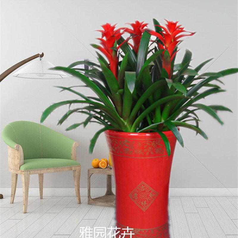 济南雅园花卉绿植济南市内免费送货【鸿运当头】中型盆栽花卉绿植