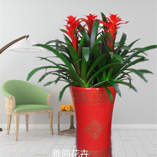 济南雅园花卉绿植济南市内免费送货【鸿运当头】中型盆栽花卉绿植