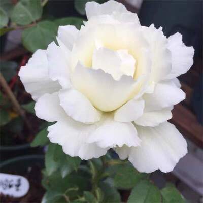 新天鹅古董白雪香 白色花月季 灌木切花中苗 初开浓香