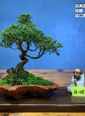 小品四季果苟骨火棘珍珠柏树小黄杨南天竹胡椒木小品盆景