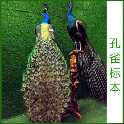 天然蓝孔雀标本 白孔雀羽毛仿真鸟类动物标本 装饰品手工艺品