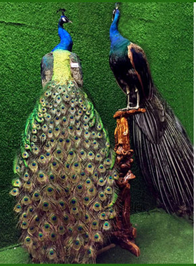 天然蓝孔雀标本 白孔雀羽毛仿真鸟类动物标本 装饰品手工艺品