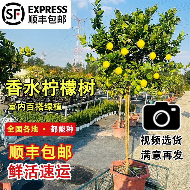 香水柠檬树盆栽带果高杆室内大型绿植阳台四季常青四季可食用