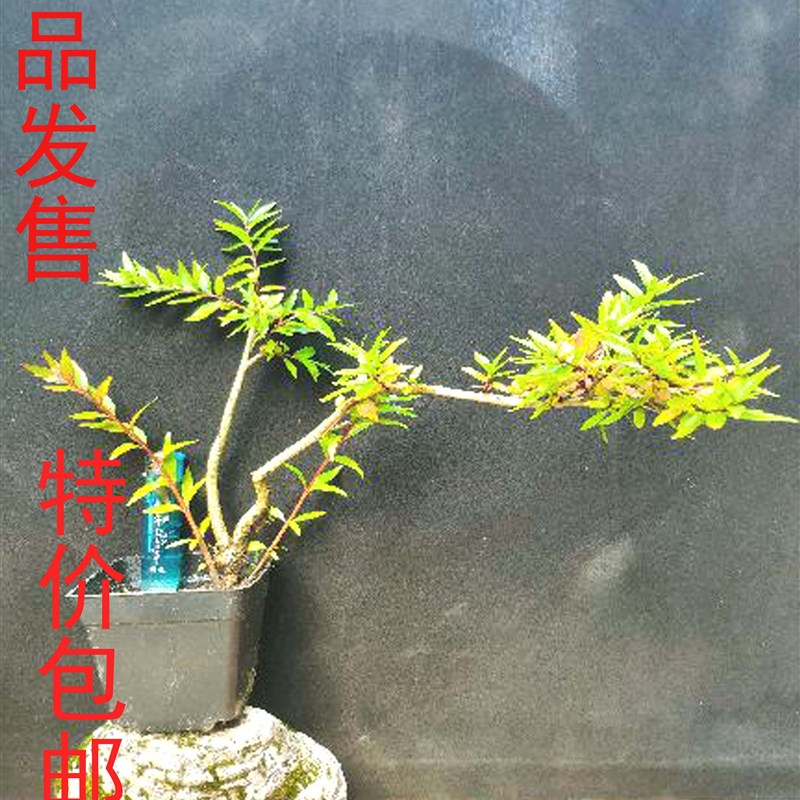杨梅掌上盆景开花结果植物小盆栽