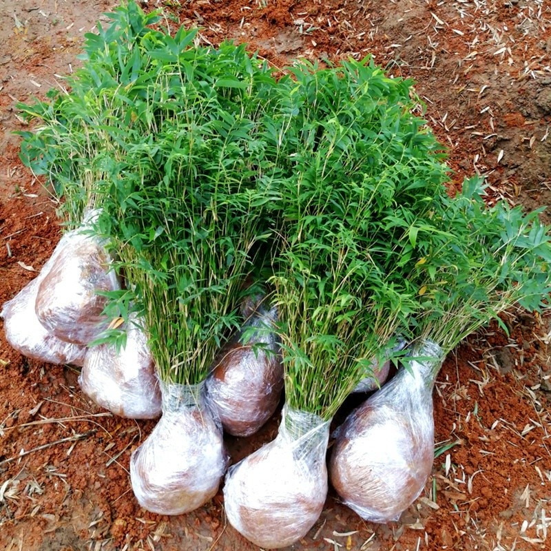 丛生凤尾竹盆栽庭院观赏植物盆景竹苗室内阳台四季常青植物