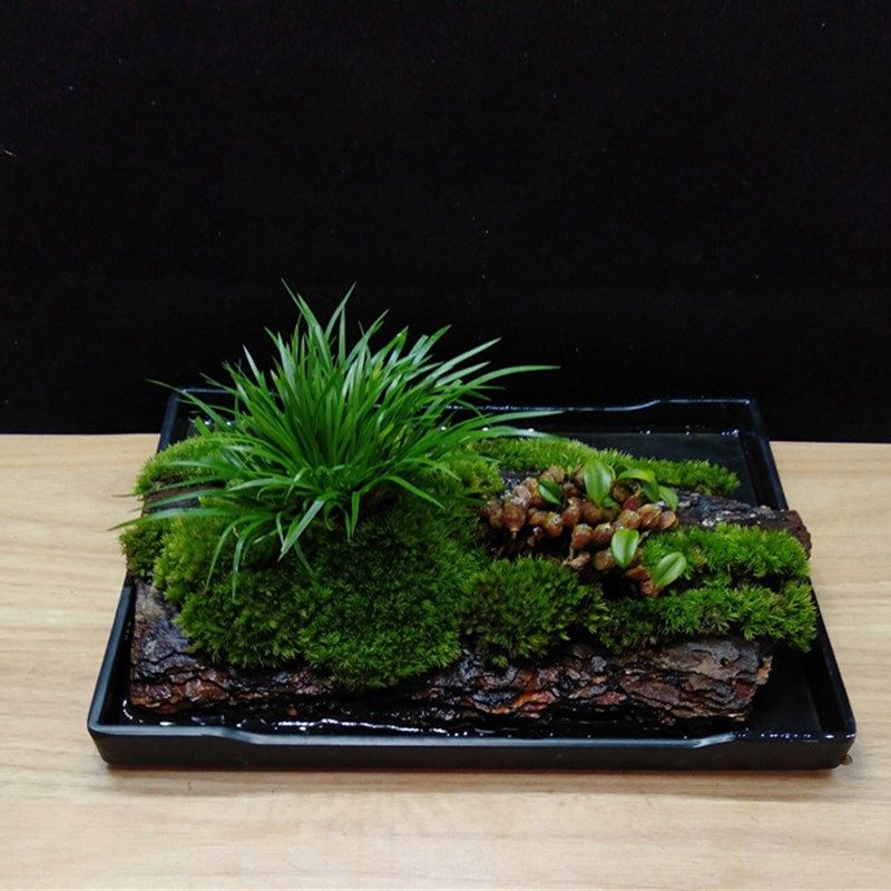 室内菖蒲草苔藓微景观水培矮石斛兰花苗盆景办公室绿植物桌面盆栽
