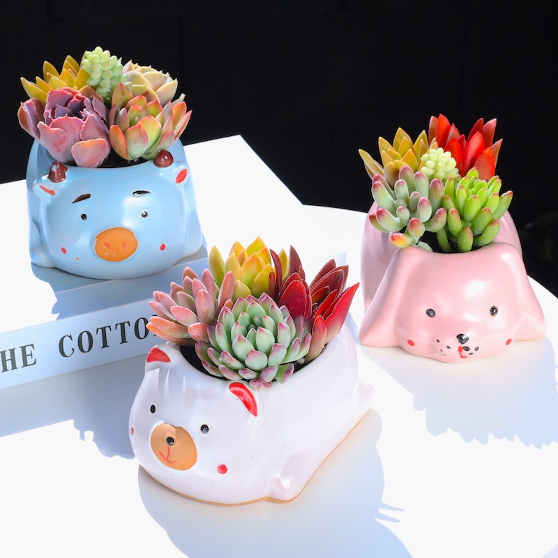 云南直发多肉植物组合盆栽可爱卡通萌肉肉绿植花卉室内新款套餐