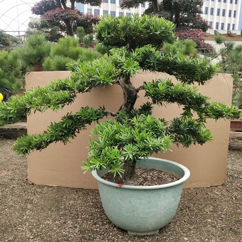 名贵大型绿植盆栽罗汉松老桩大树客厅别墅庭院高档迎客松常青盆景