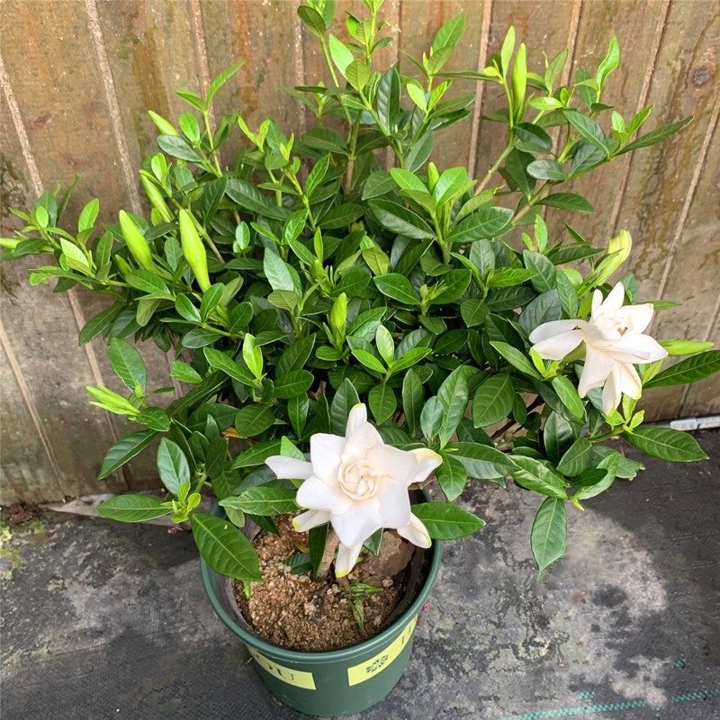 独杆小叶栀子花盆栽老桩开花浓香室内阳台庭院多年生植物耐热耐寒