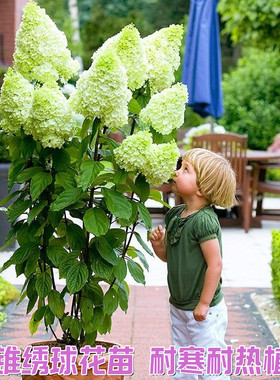 圆锥绣球花苗盆栽耐寒植物四季好养地栽植物石灰灯香草草莓苗大花