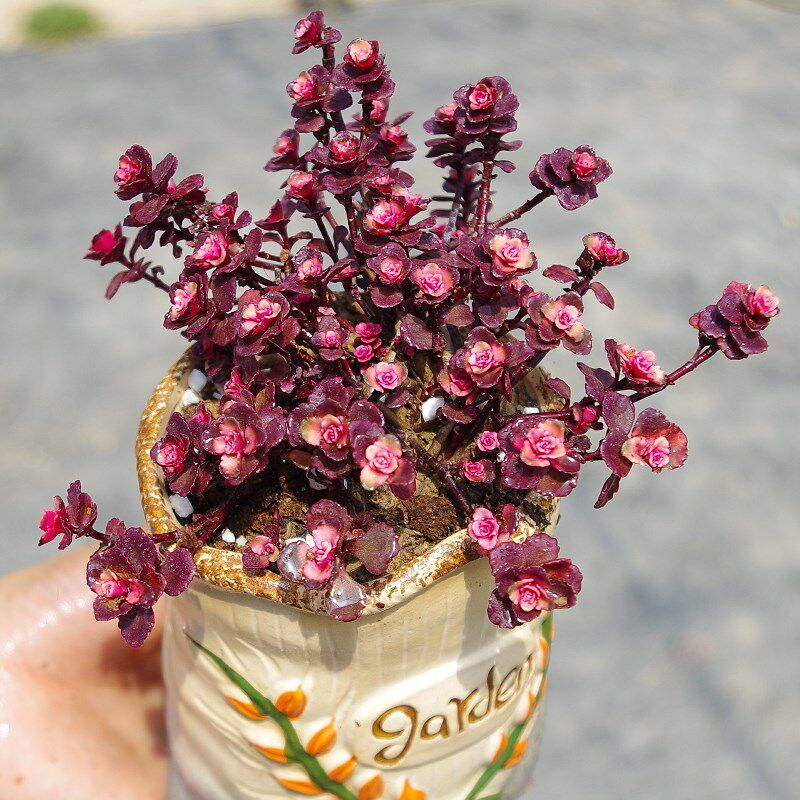 粉色多肉植物彩色小球玫瑰药锦室内阳台花卉办公桌防辐射绿植盆栽