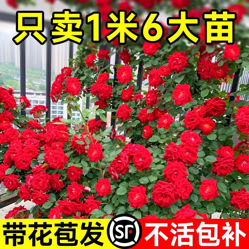 蔷薇花苗藤本月季爬藤四季开墙微花特大树苗浓香龙沙玫瑰花卉盆栽,鲜花速递/花卉仿真/绿植园艺,月季/蔷薇/玫瑰,淘宝优惠券,粉丝福利购,淘宝优惠卷