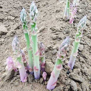 芦笋种子种籽苗带土根紫色四季种植蔬菜五年三年孑绿根苗孑种根