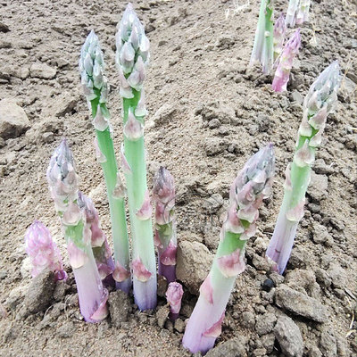 芦笋种子种籽苗带土根紫色四季种植蔬菜五年三年孑绿根苗孑种根