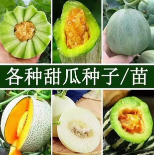 各种甜瓜苗博洋羊角蜜瓜酥甜瓜苗蔬菜孑秧脆高产香瓜蔬菜