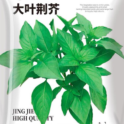 河南大叶荆芥种子苗孑四季小青菜带土荆芥籽种盆栽菜籽荆芥菜种籽