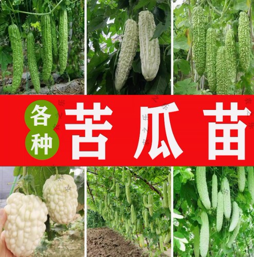 苦瓜苗子种子种籽大全苗盆栽苗子四季秧蔬菜特大白大顶孑水果秧苗