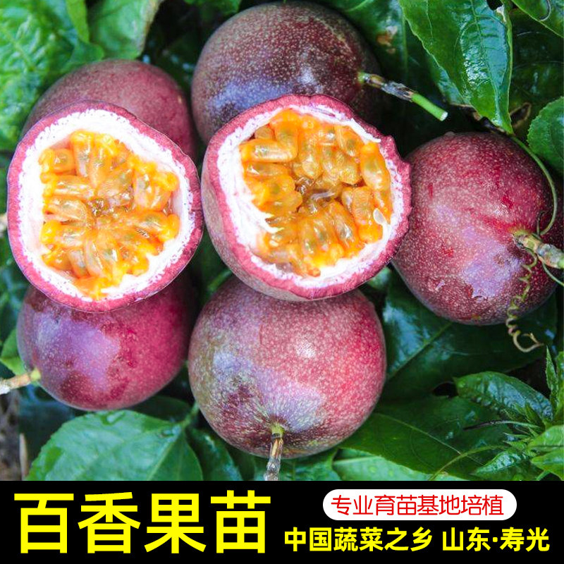 百香果苗广西大苗南方苗树百香果家庭园艺种子