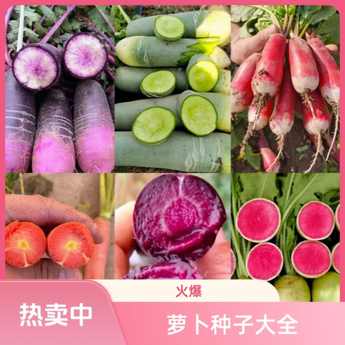 萝卜种子大全沙窝凤梨胡萝卜樱桃冰激凌水果萝卜四季栽种芽率高